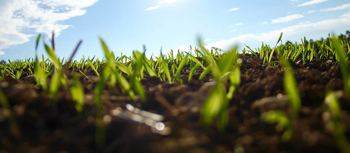 Acquisto Di Terreni Agricoli E Montani Studio Notaio Sartori